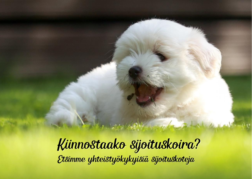 Kiinnostaako sijoituskoira+ Etsimme yhteistyökykyisiä sijoituskoteja.